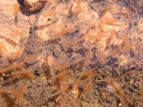 Fairy shrimp in a rock pool in South Africa
